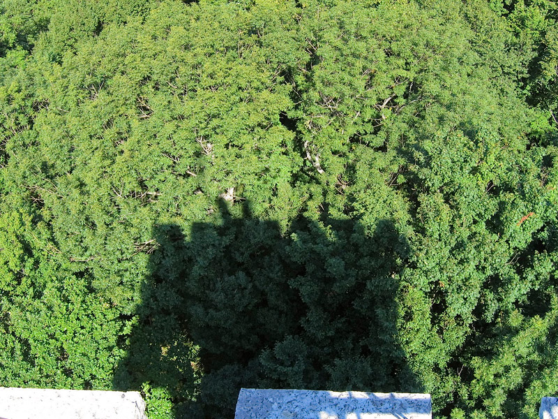 Лес внизу и тени