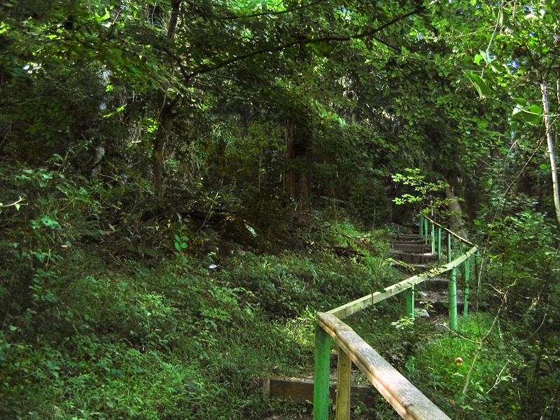 Лестница в лесу